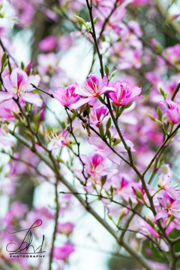 Tratamento de canal sem dor com anestesia moderna