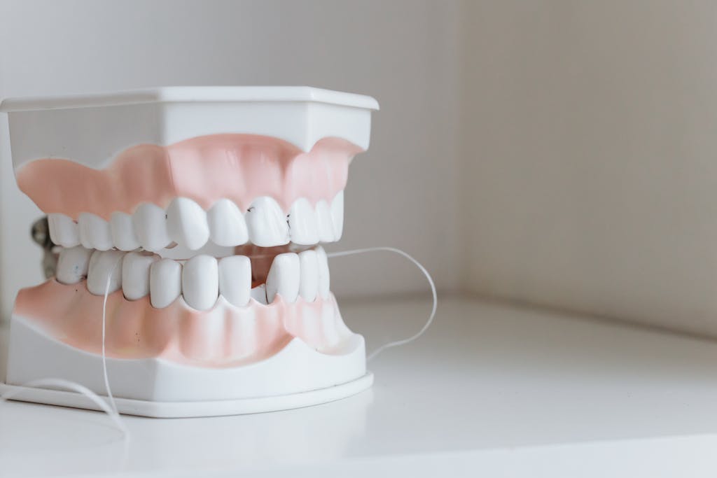 Modelo dental com fio dental demonstrando remoção de placa bacteriana